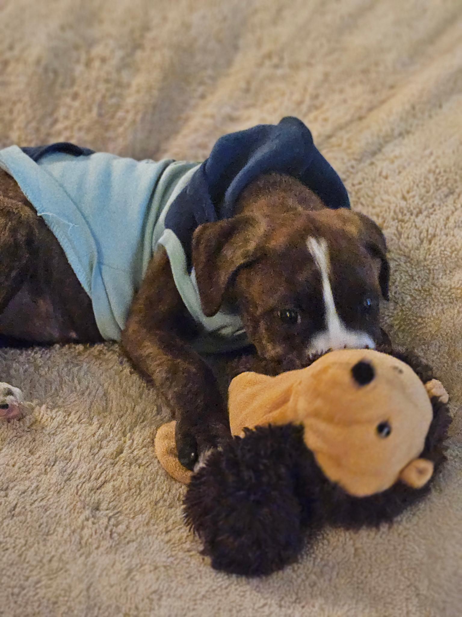 Enlarge Skye, an adopted mixed breed in Grayson, GA image 2/5