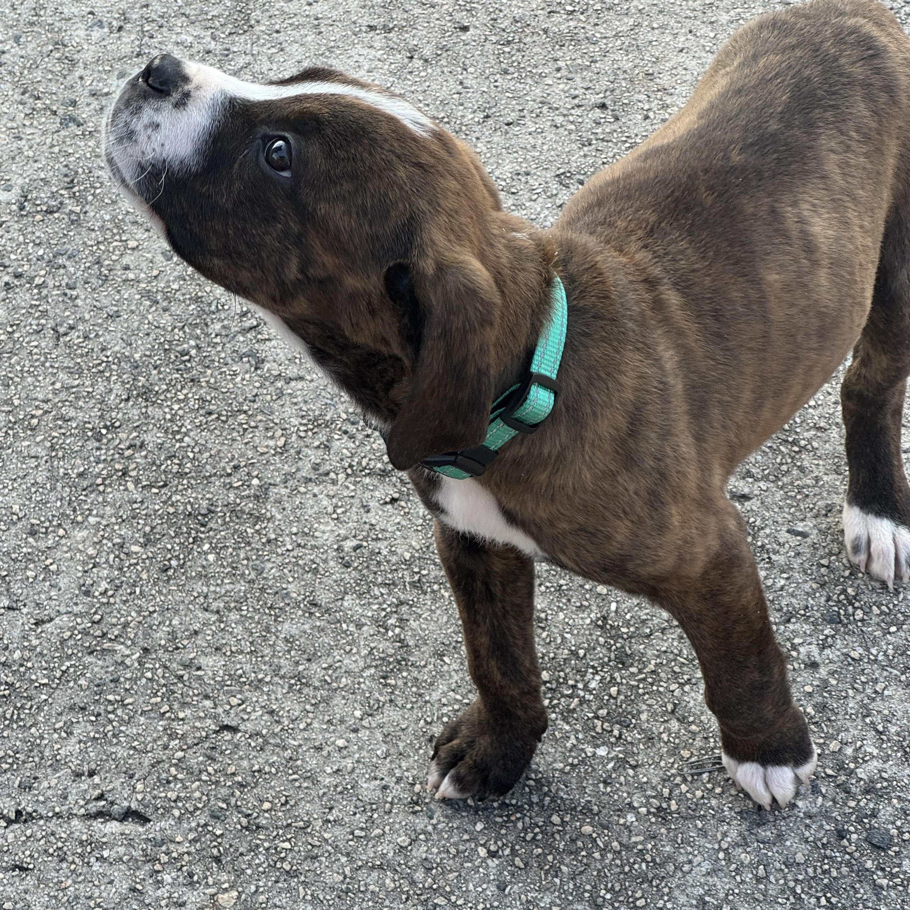 Enlarge Skye, an adopted mixed breed in Grayson, GA image 5/5