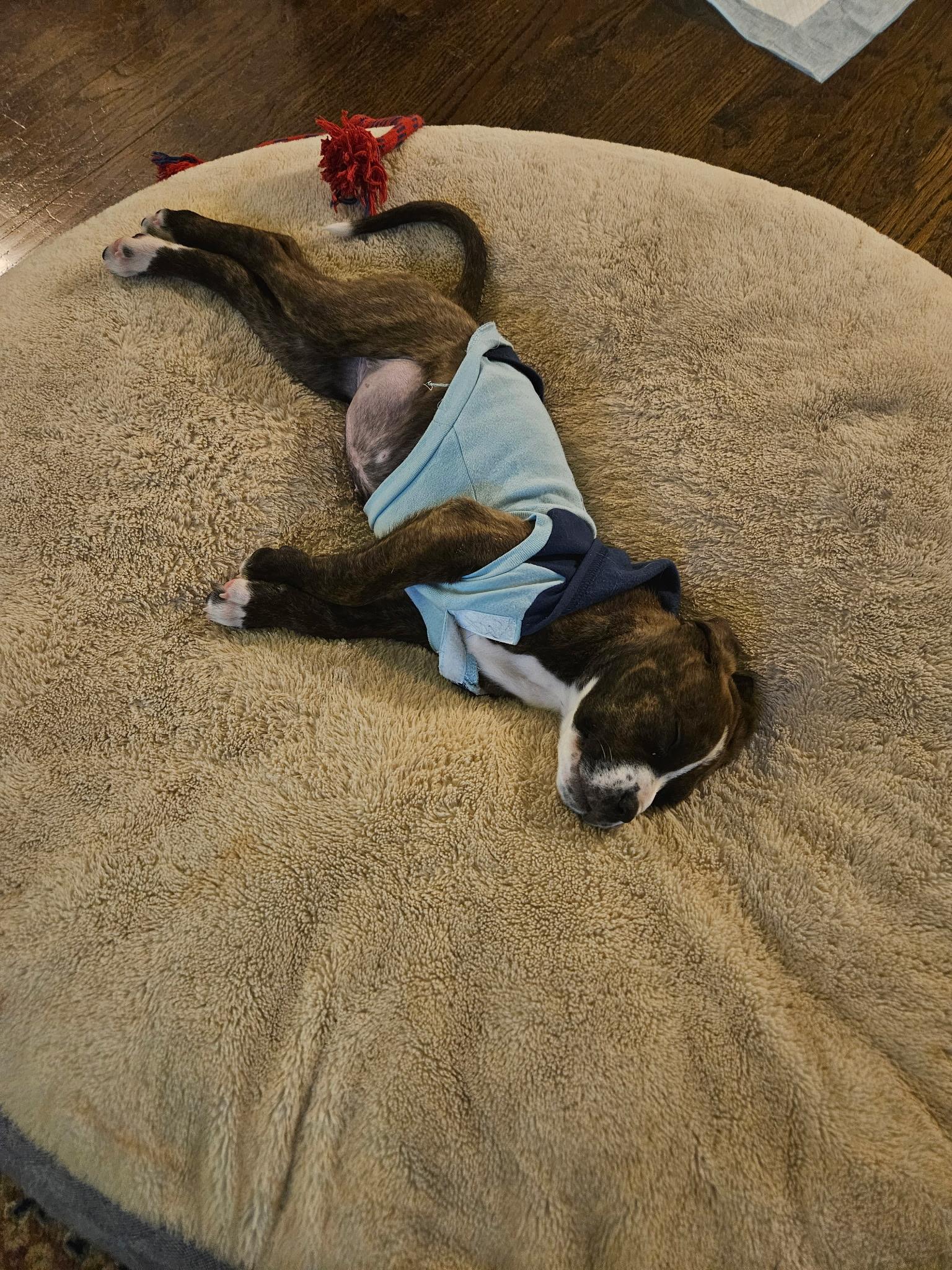 Enlarge Skye, an adopted mixed breed in Grayson, GA image 4/5