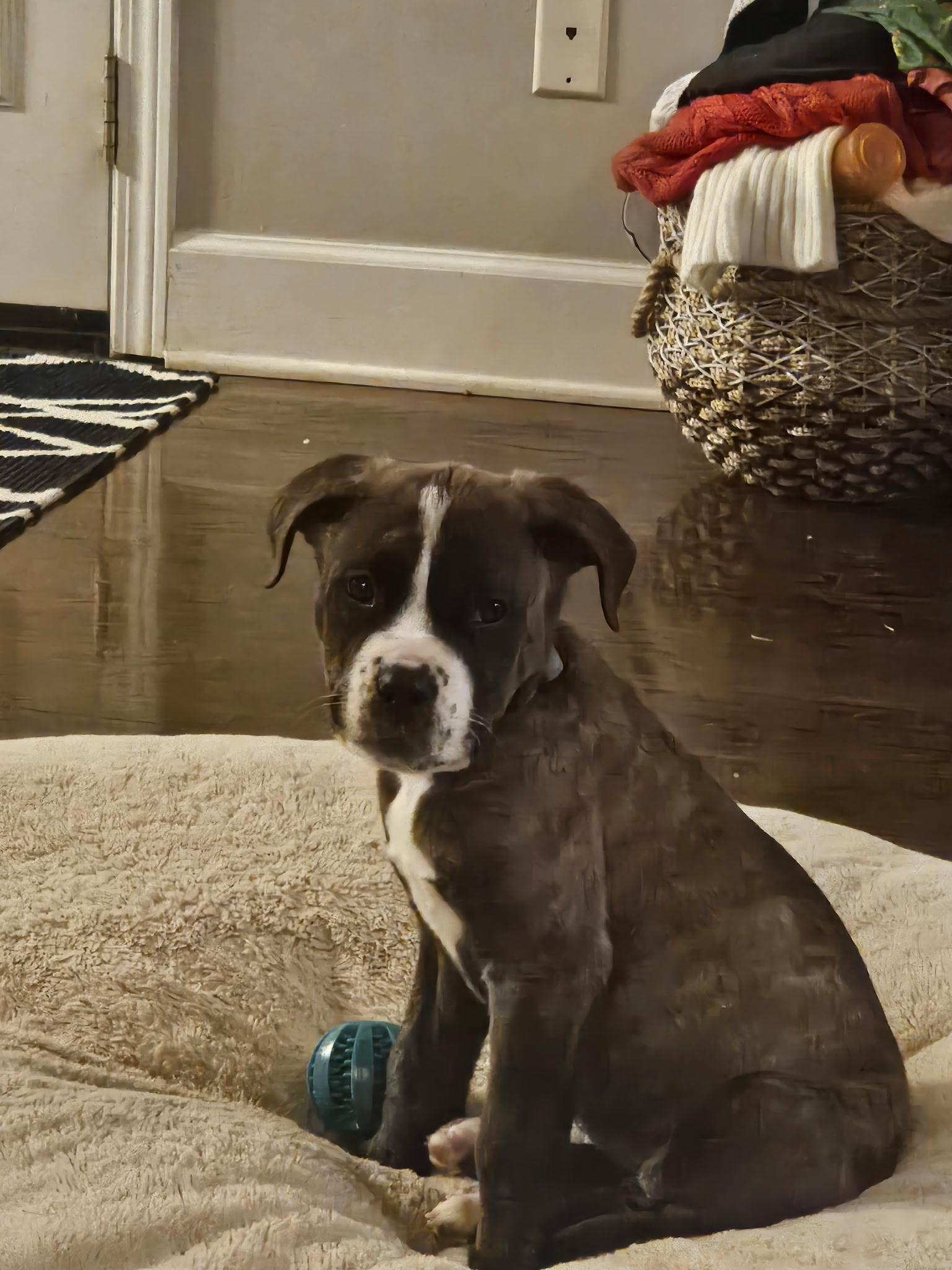 Enlarge Skye, an adopted mixed breed in Grayson, GA image 3/5