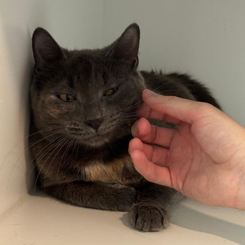 Enlarge Millie, a Adoptable American Shorthair in Danbury, CT image 4/4