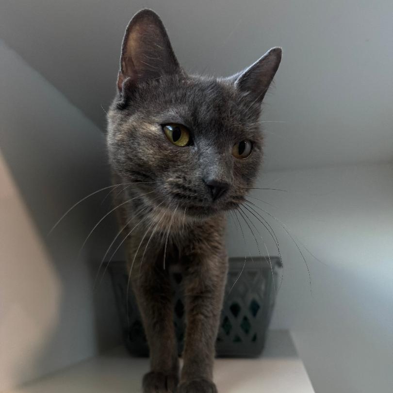 Enlarge Millie, a Adoptable American Shorthair in Danbury, CT image 1/4