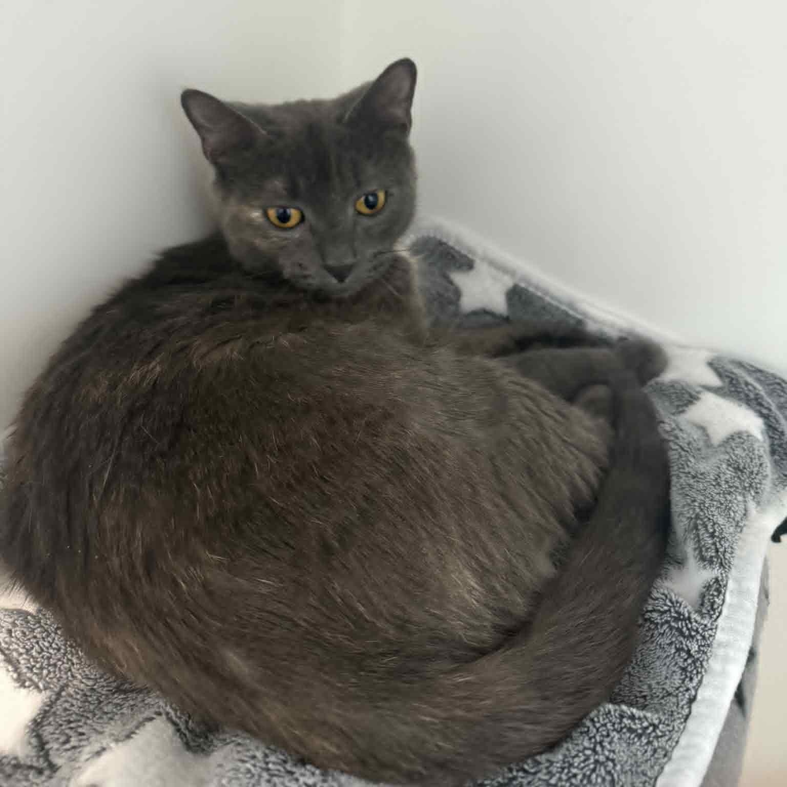 Enlarge Millie, a Adoptable American Shorthair in Danbury, CT image 2/4