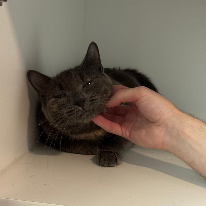 Enlarge Millie, a Adoptable American Shorthair in Danbury, CT image 3/4