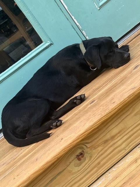 Jett, a ADOPTABLE mixed breed in Mobile, AL image 4/4