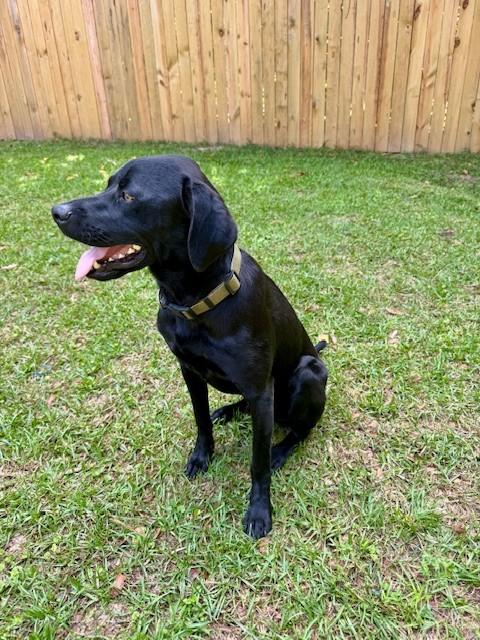 Jett, a ADOPTABLE mixed breed in Mobile, AL image 3/4