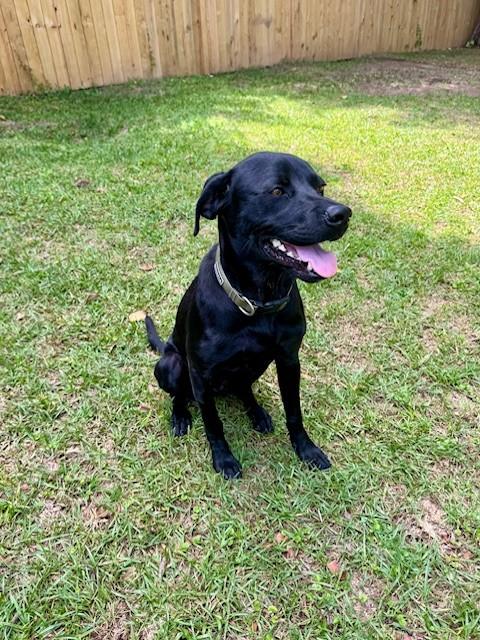 Jett, a ADOPTABLE mixed breed in Mobile, AL image 2/4