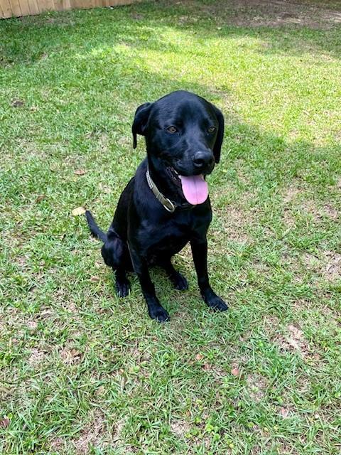 Jett, ADOPTABLE, Young Female Black Labrador Retriever.