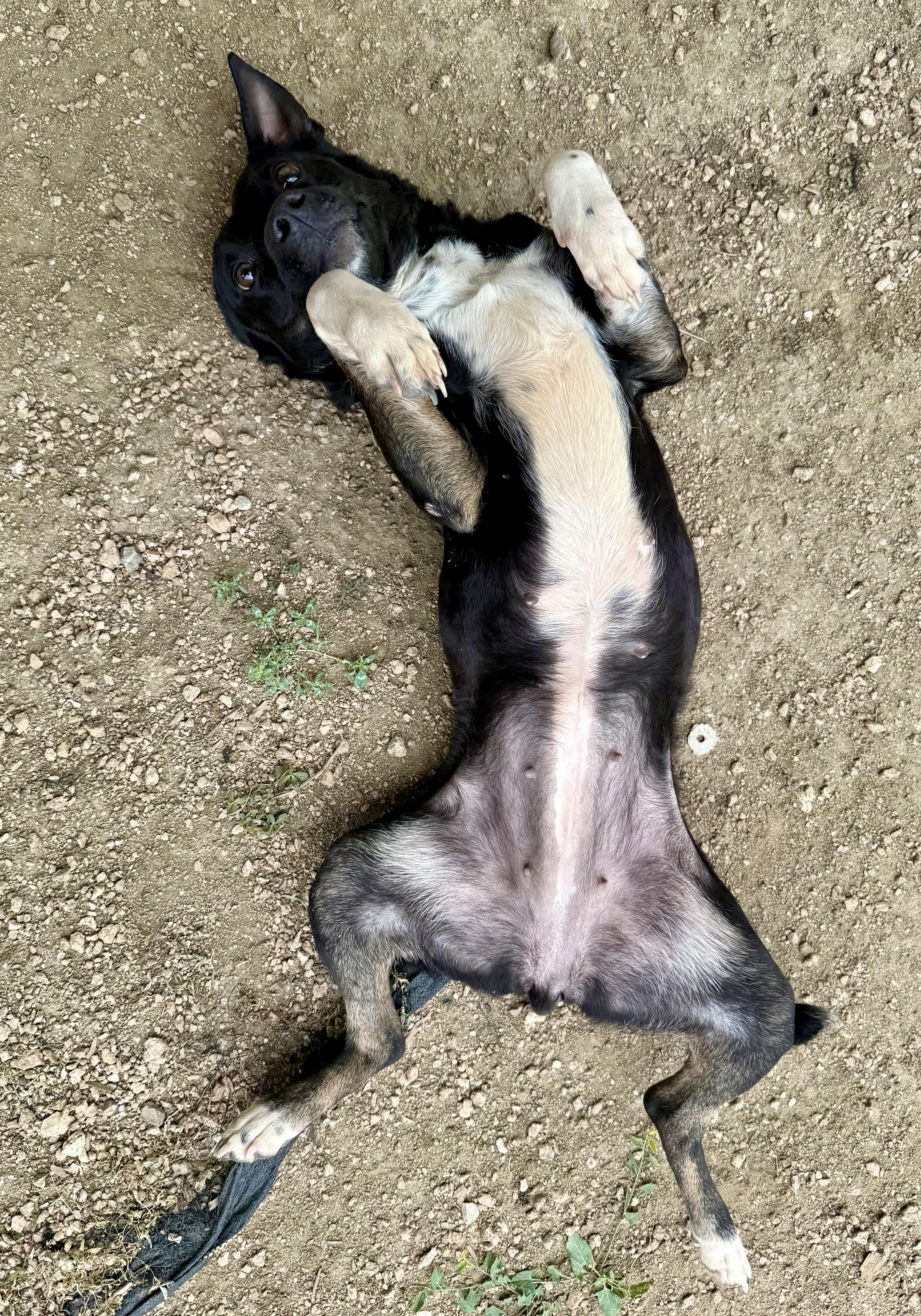 Enlarge Lulu, a ADOPTABLE mixed breed in Elkhorn, WI image 2/5