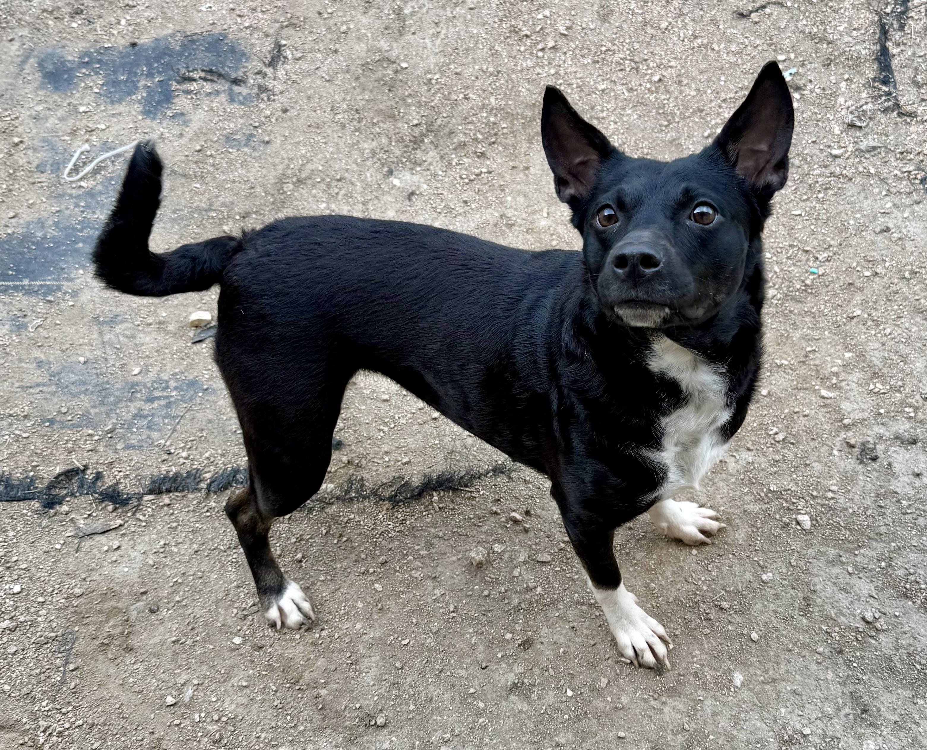 Enlarge Lulu, a ADOPTABLE mixed breed in Elkhorn, WI image 3/5