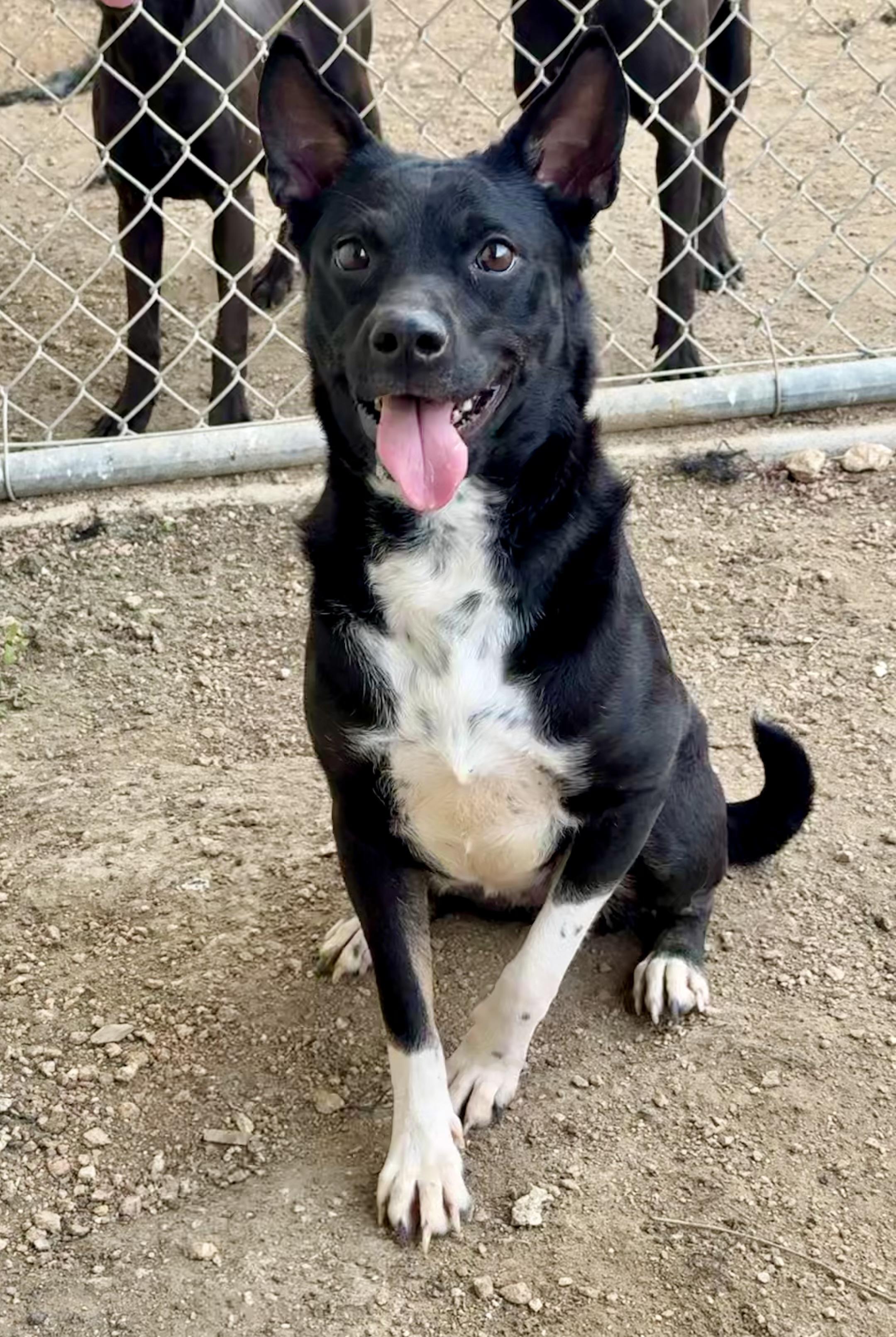 Enlarge Lulu, a ADOPTABLE mixed breed in Elkhorn, WI image 1/5