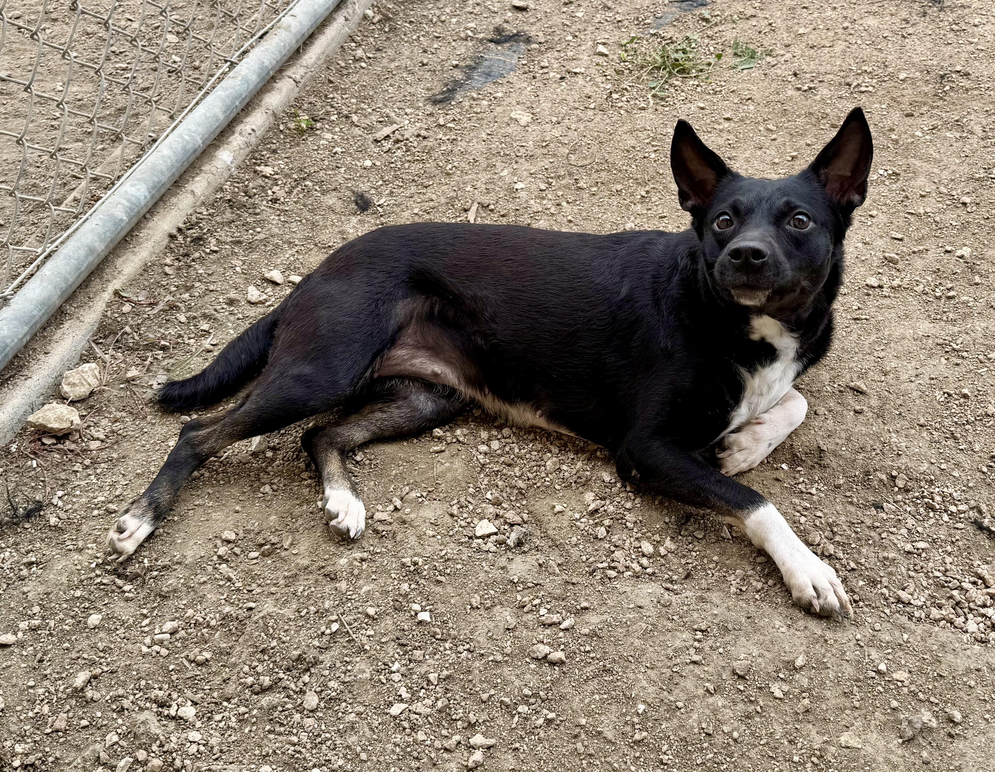 Enlarge Lulu, a ADOPTABLE mixed breed in Elkhorn, WI image 4/5