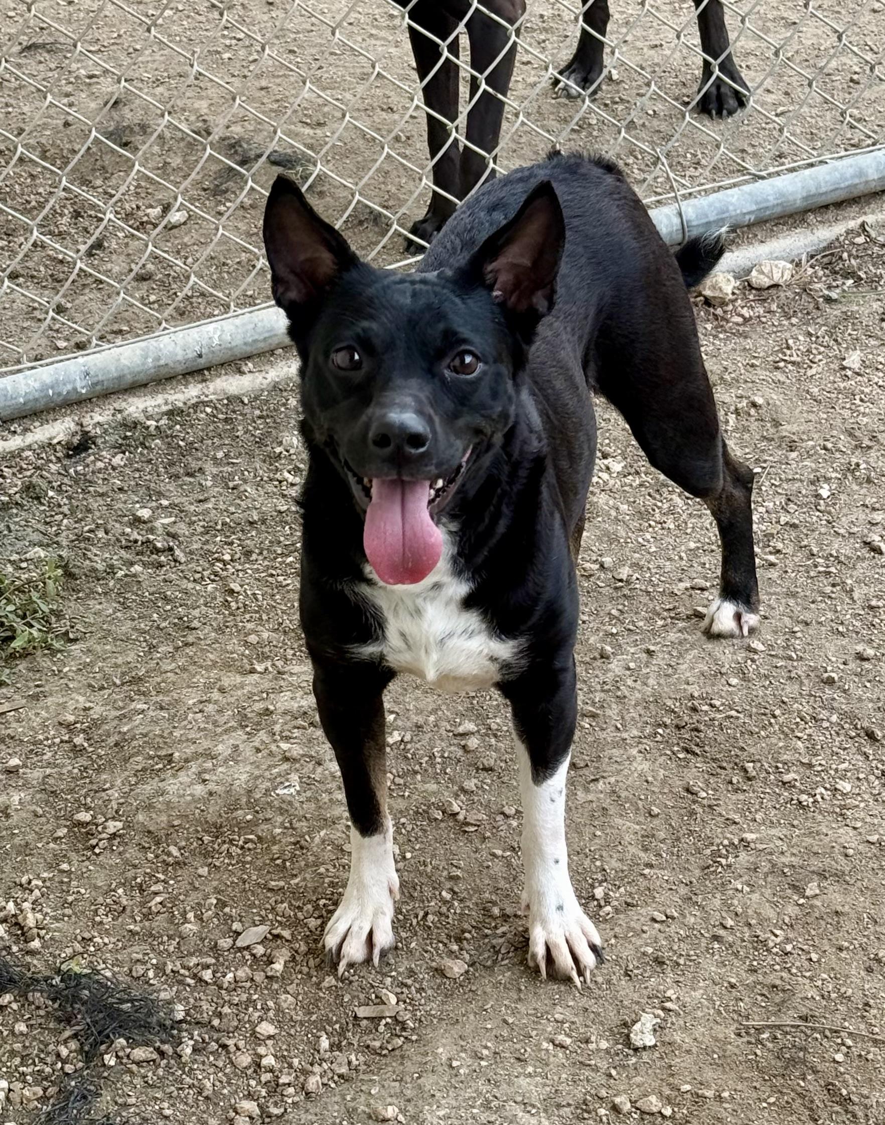 Enlarge Lulu, a ADOPTABLE mixed breed in Elkhorn, WI image 5/5