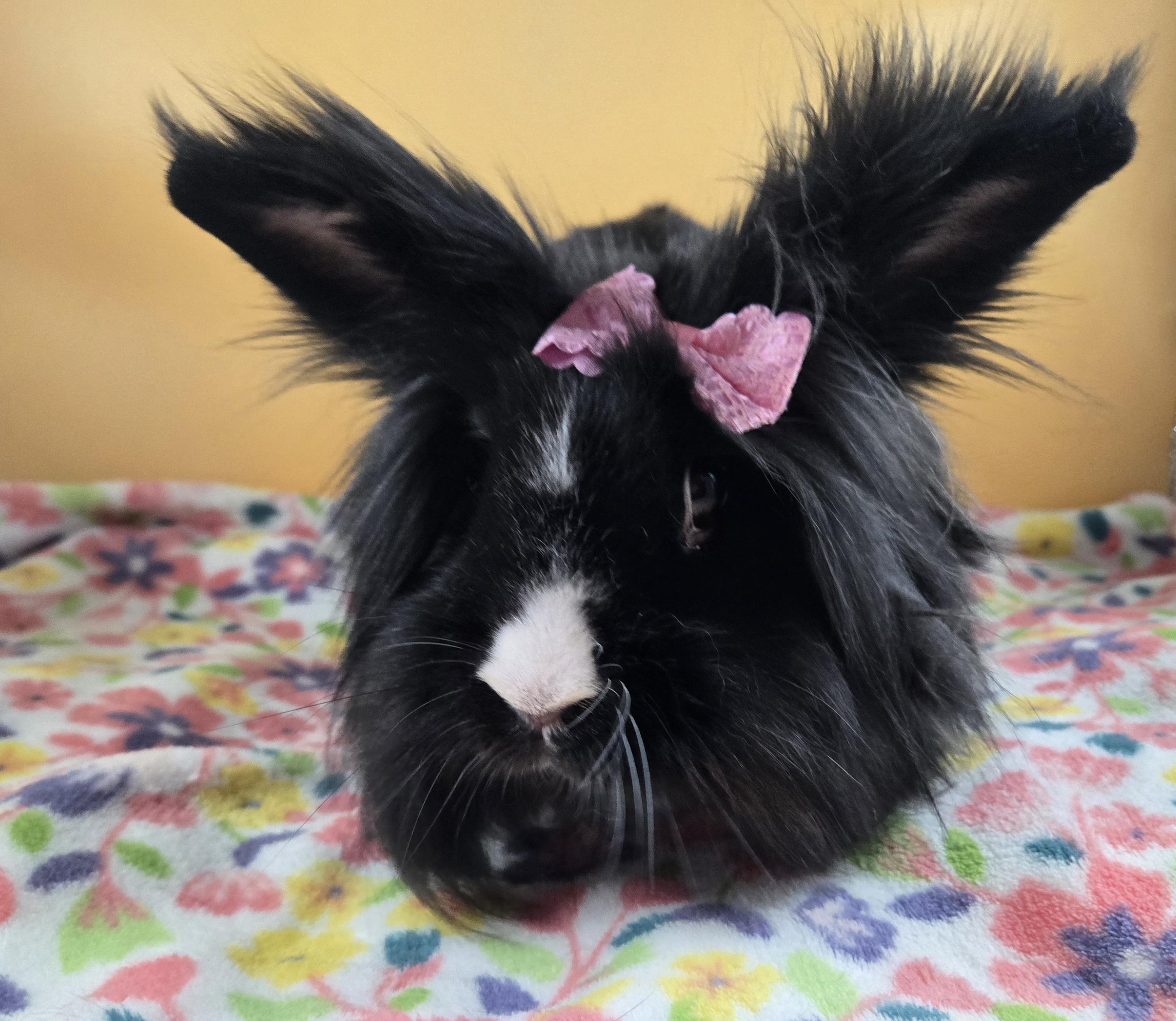 Dusk, a Adoptable Lionhead in San Antonio, TX image 1/2