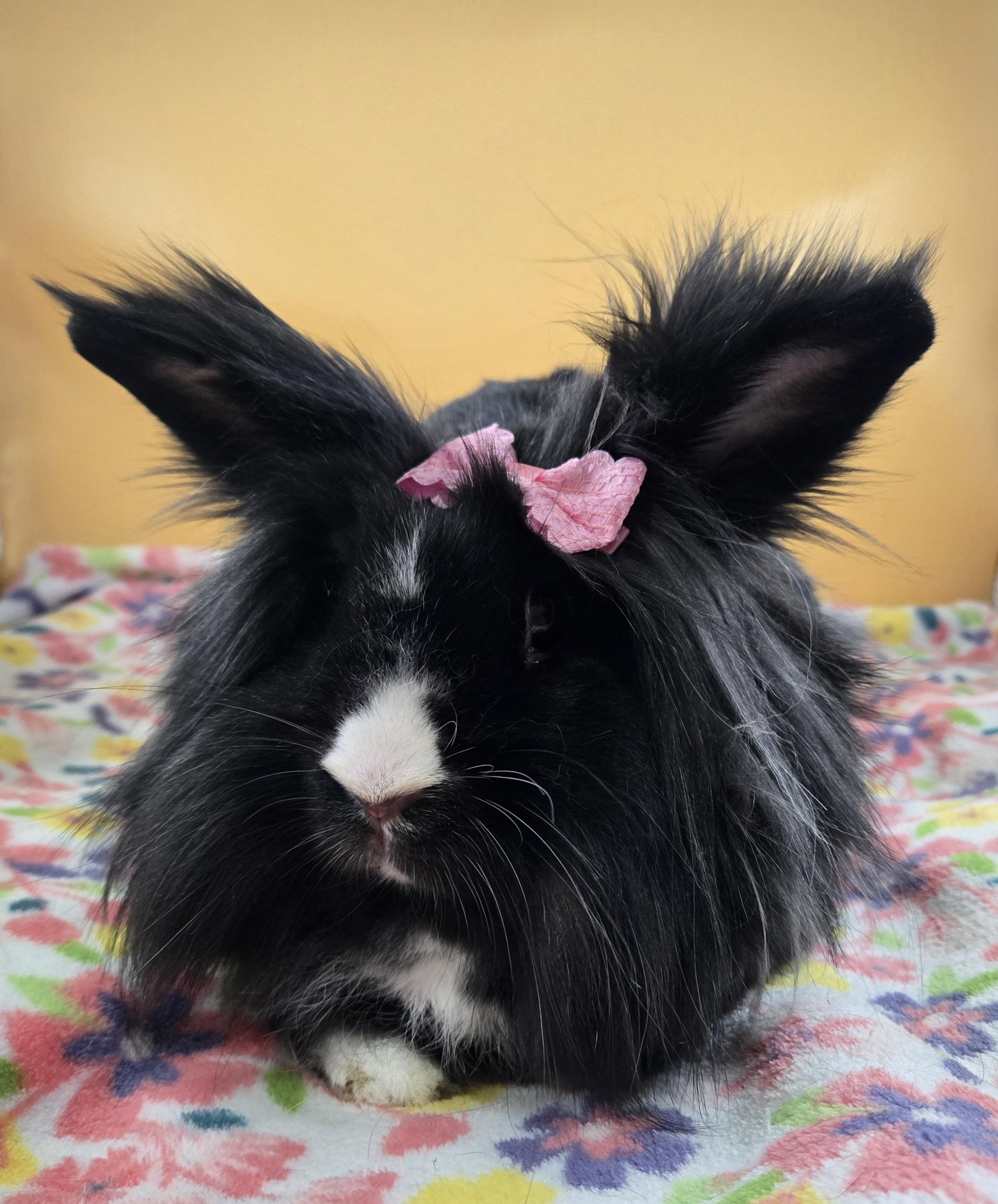 Dusk, a Adoptable Lionhead in San Antonio, TX image 2/2