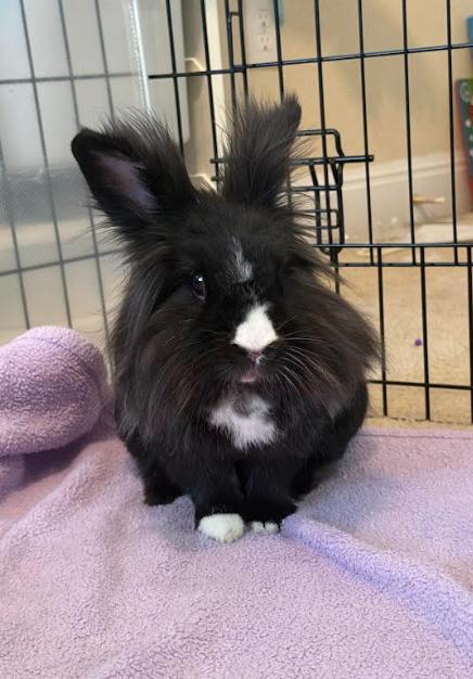 Enlarge Dusk, an adoptable Lionhead in San Antonio, TX image 4/5