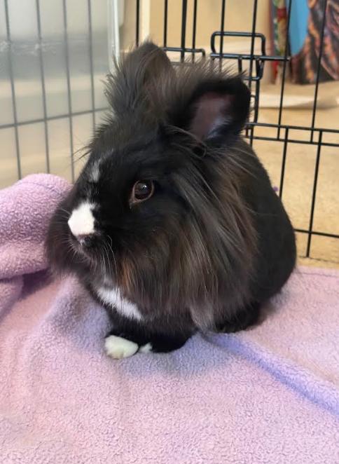 Enlarge Dusk, an adoptable Lionhead in San Antonio, TX image 5/5