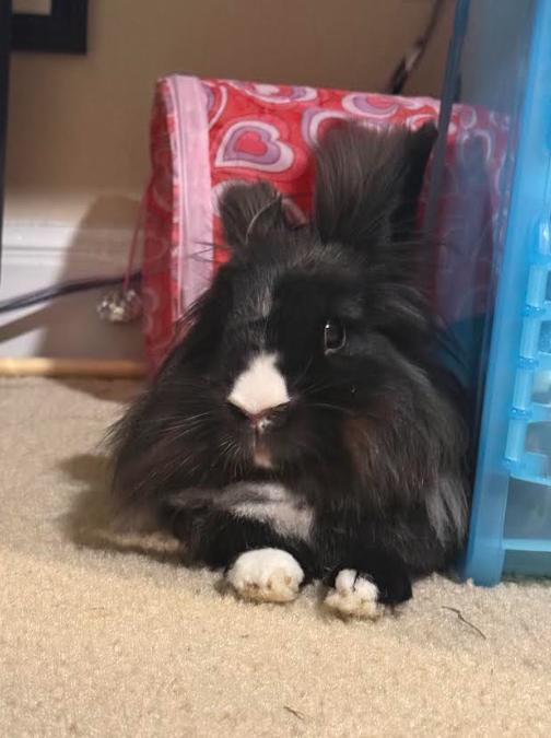 Enlarge Dusk, an adoptable Lionhead in San Antonio, TX image 3/5