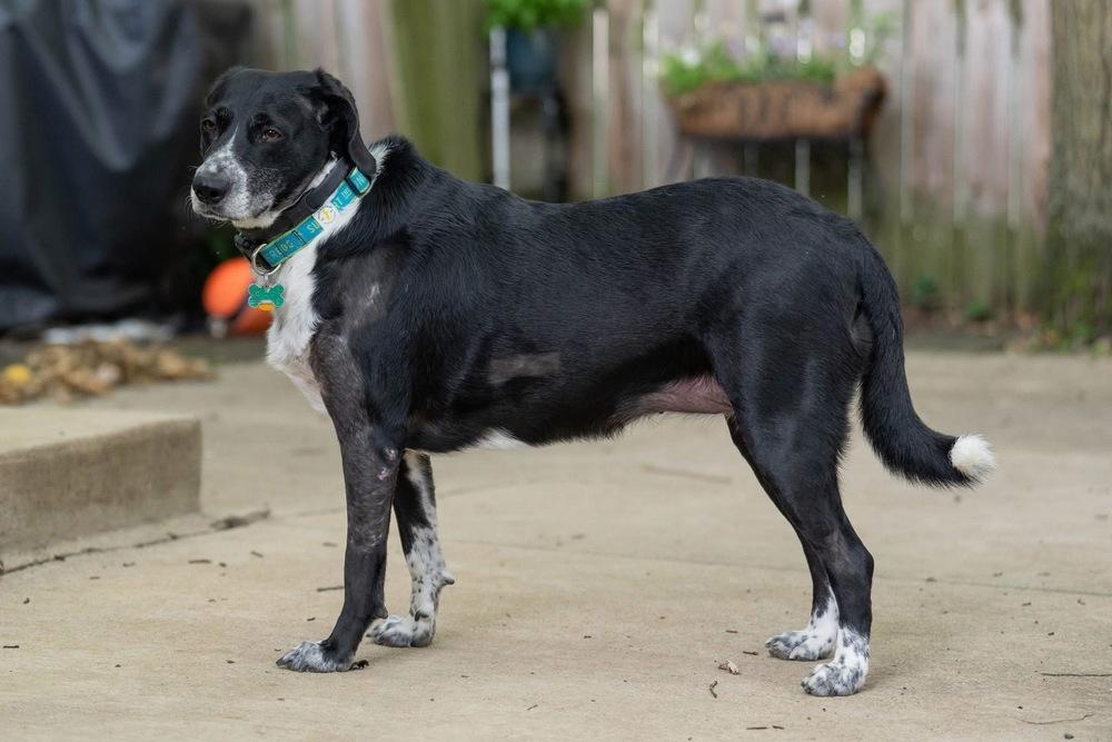 Molly Dee, Adoptable, Adult Female Border Collie.