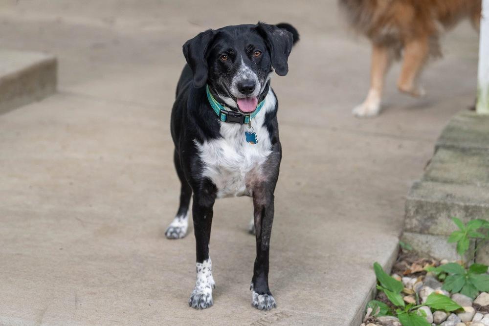 Enlarge Molly Dee, a Adoptable mixed breed in Columbus, OH image 2/3