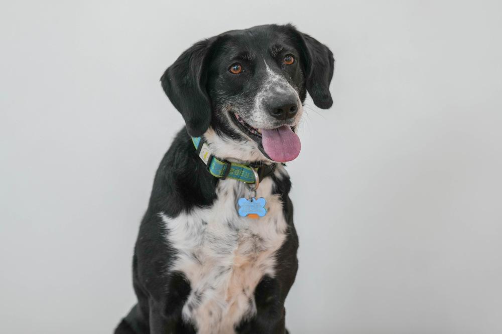 Molly Dee, a Adoptable mixed breed in Columbus, OH image 1/3