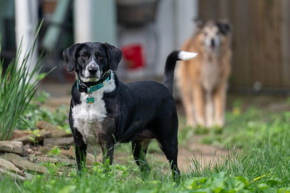Enlarge Molly Dee, a Adoptable mixed breed in Columbus, OH image 3/3
