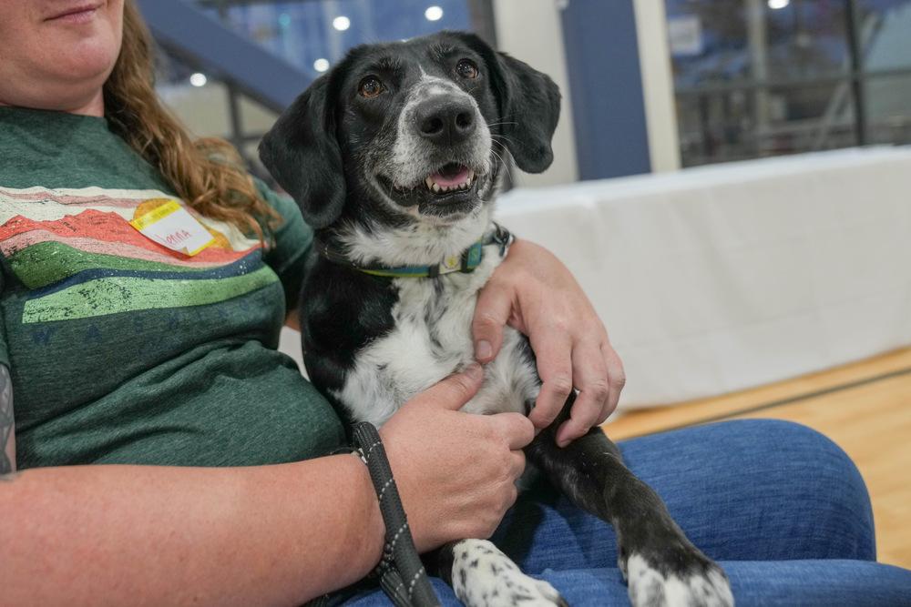 Molly Dee, a Adoptable mixed breed in Columbus, OH image 2/3