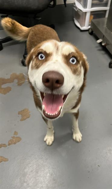 FRECKLE, Adoptable, Adult Female Siberian Husky.