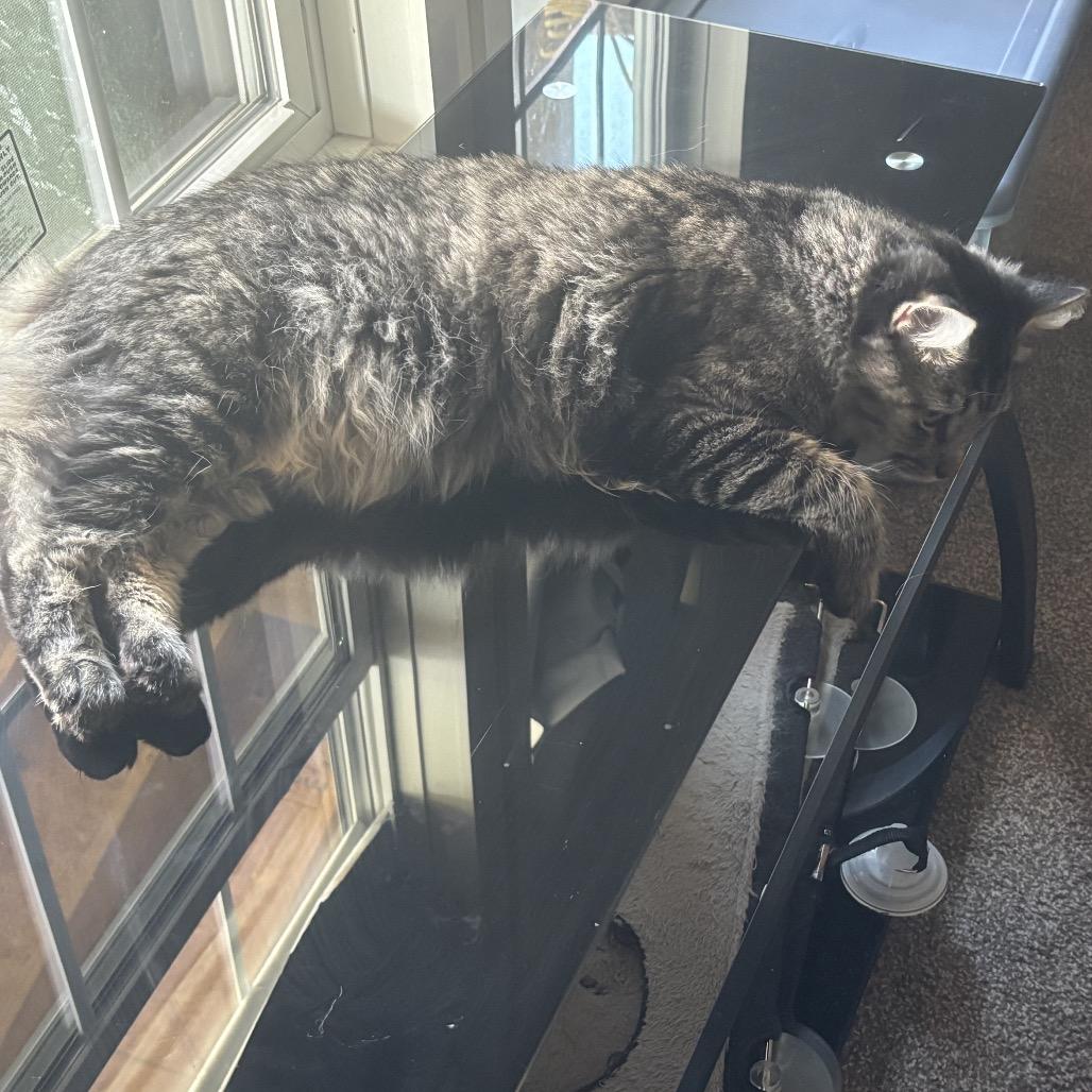 Louie, a Adoptable Domestic Medium Hair in Aberdeen, NC image 1/6