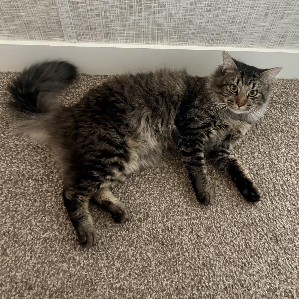 Louie, a Adoptable Domestic Medium Hair in Aberdeen, NC image 2/6