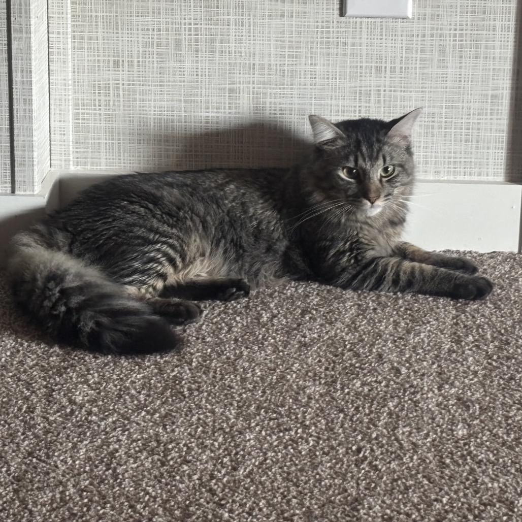 Louie, a Adoptable Domestic Medium Hair in Aberdeen, NC image 4/6