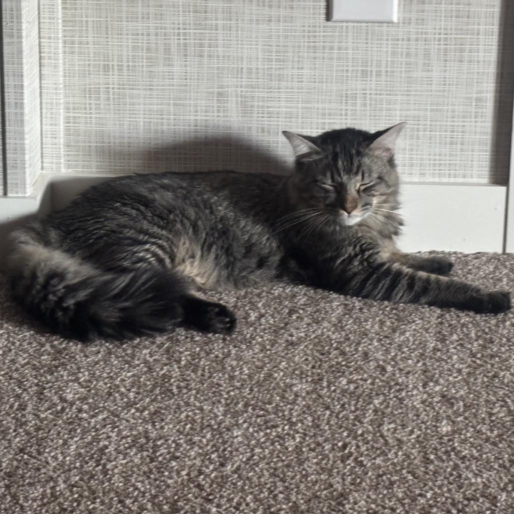 Louie, a Adoptable Domestic Medium Hair in Aberdeen, NC image 6/6