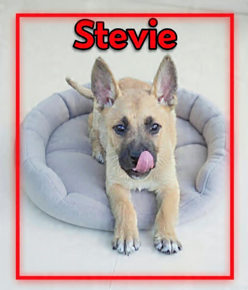 Stevie, a ADOPTABLE mixed breed in Grove, OK image 2/5