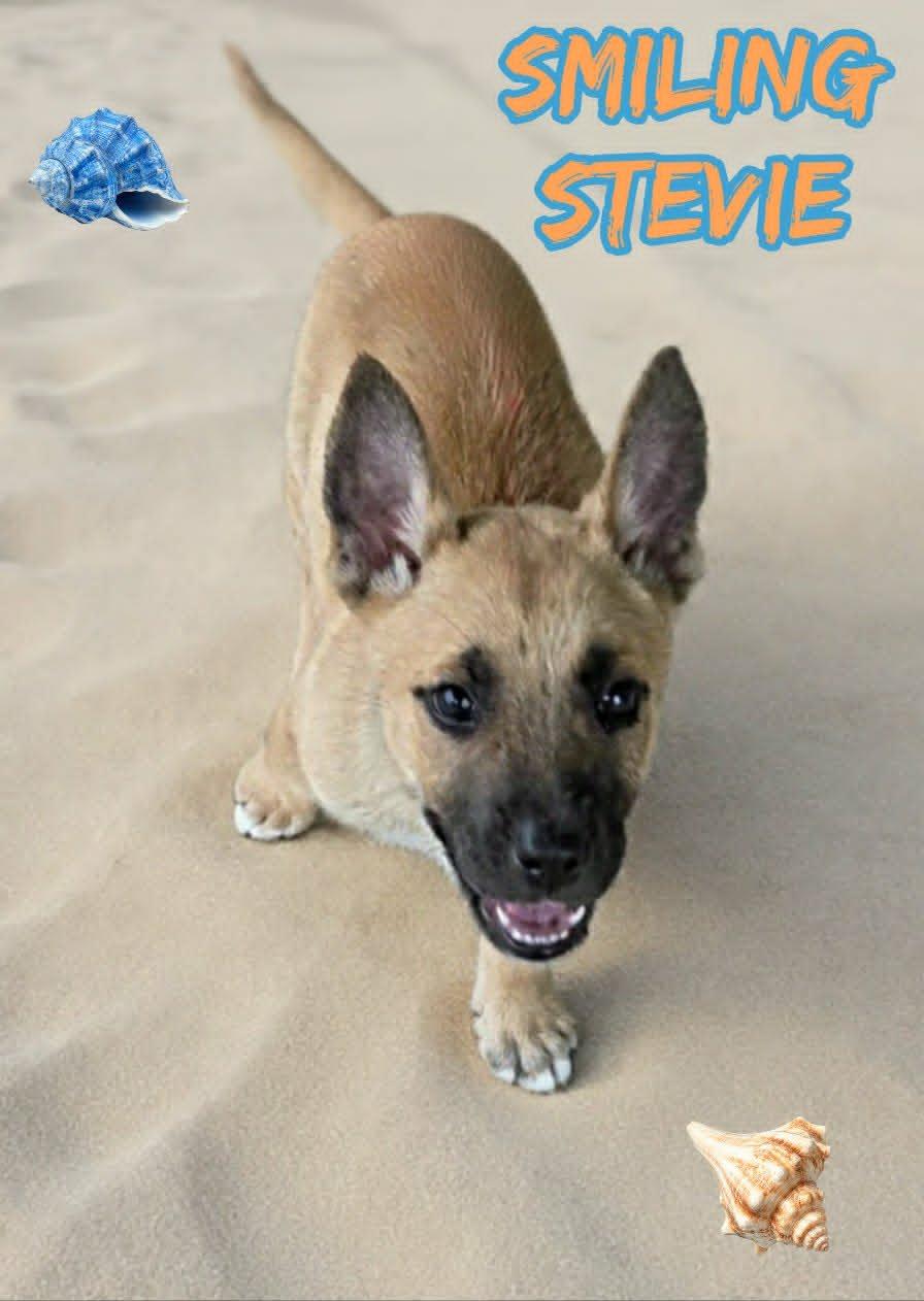 Stevie, a ADOPTABLE mixed breed in Grove, OK image 5/5
