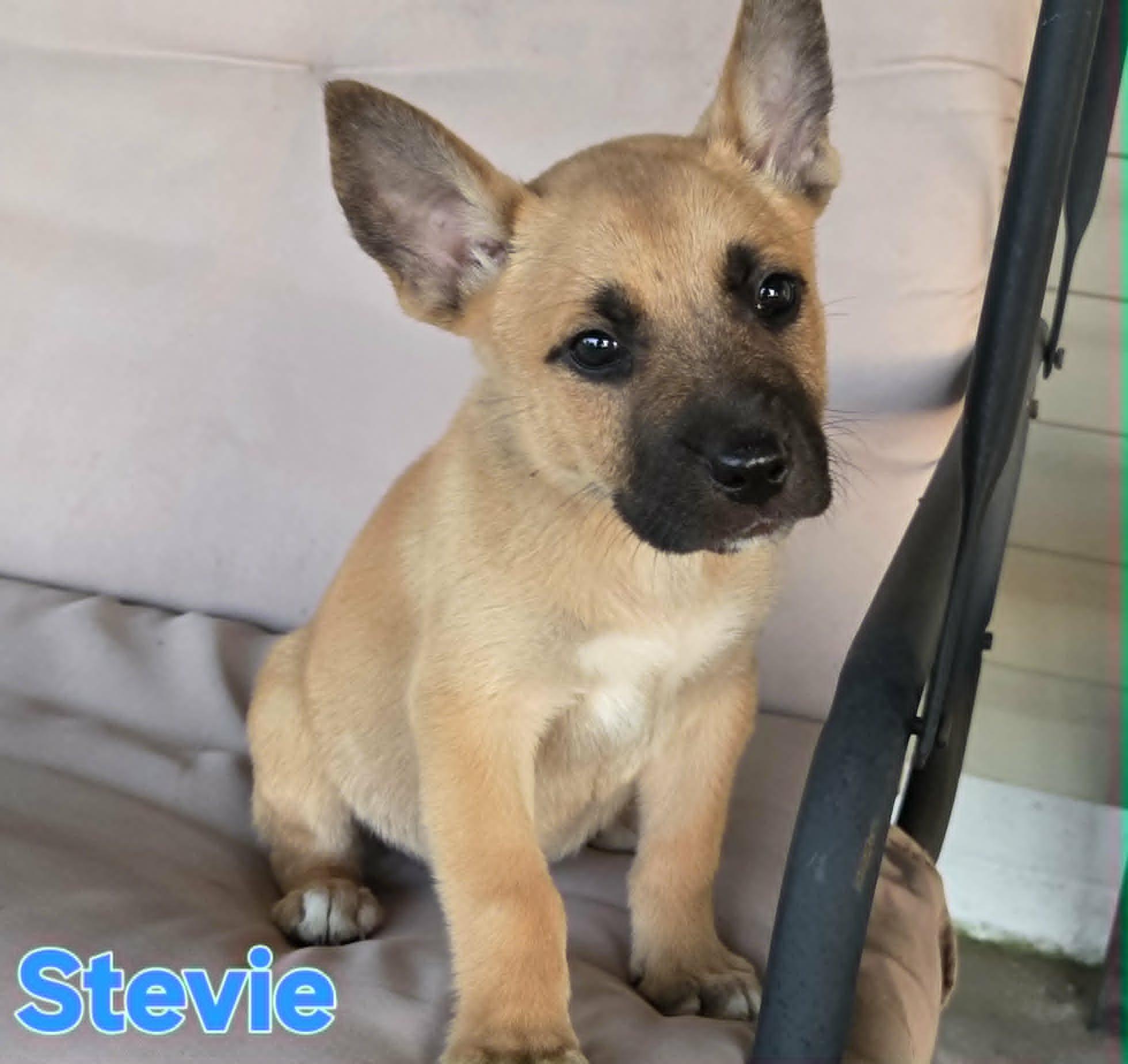 Stevie, a ADOPTABLE mixed breed in Grove, OK image 4/5
