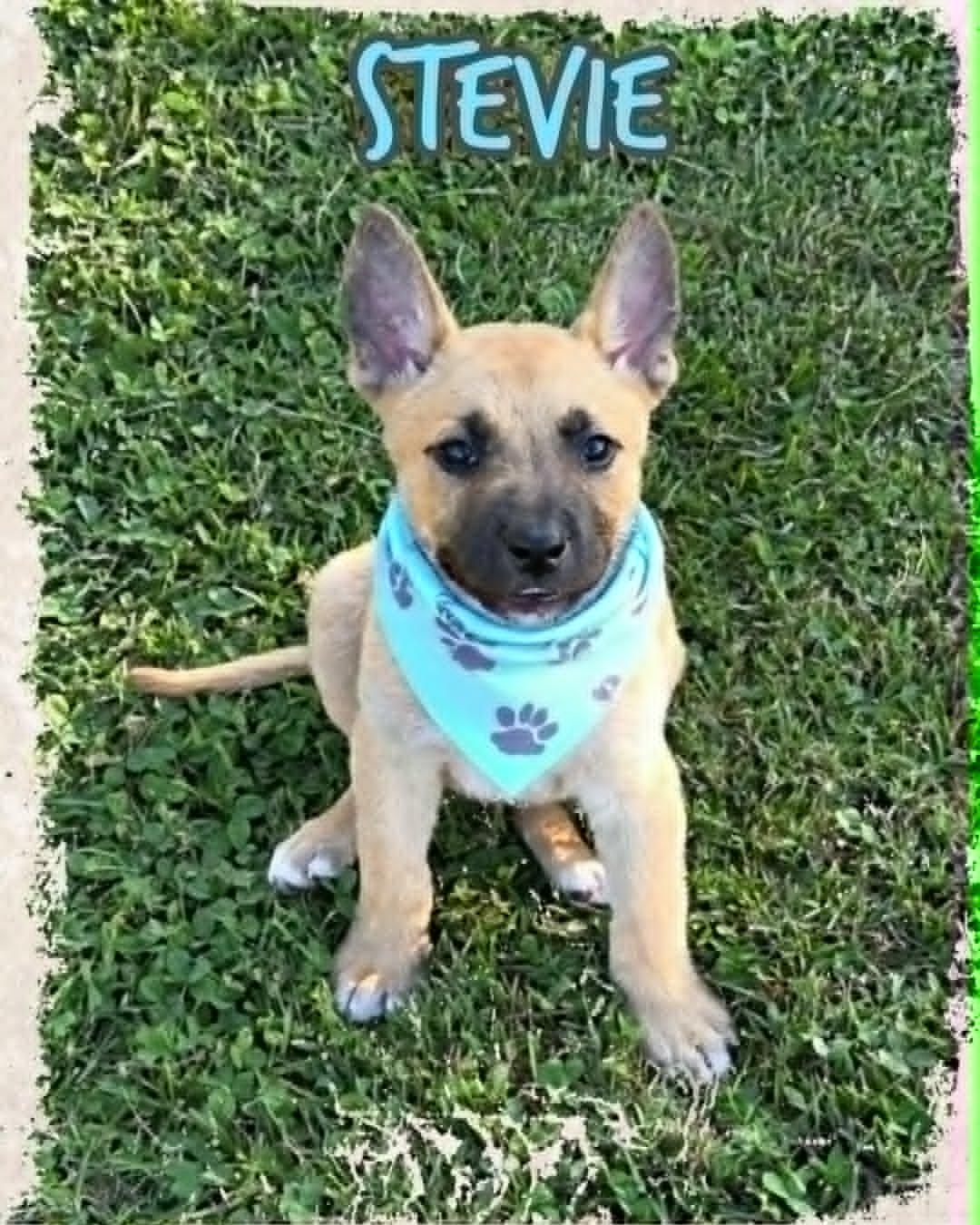 Stevie, a ADOPTABLE mixed breed in Grove, OK image 1/5