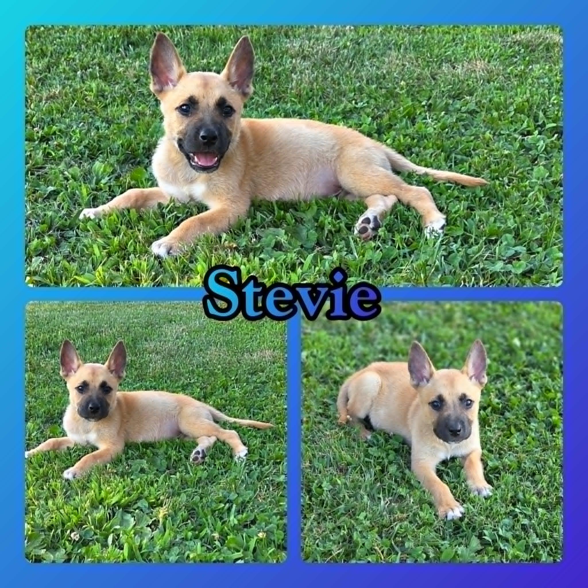 Stevie, a ADOPTABLE mixed breed in Grove, OK image 3/5