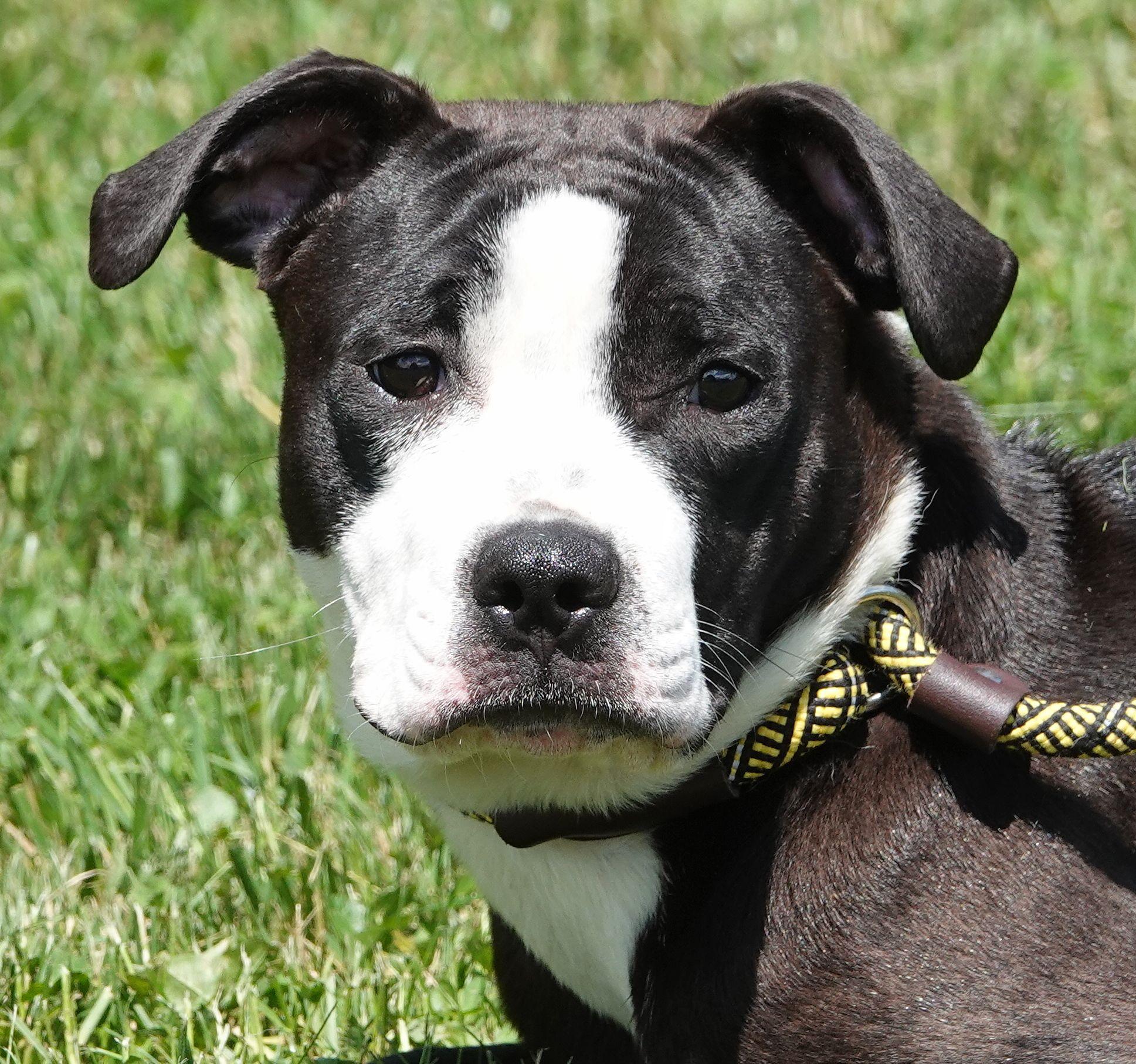 Jasmine, ADOPTABLE, Young Female Boxer.