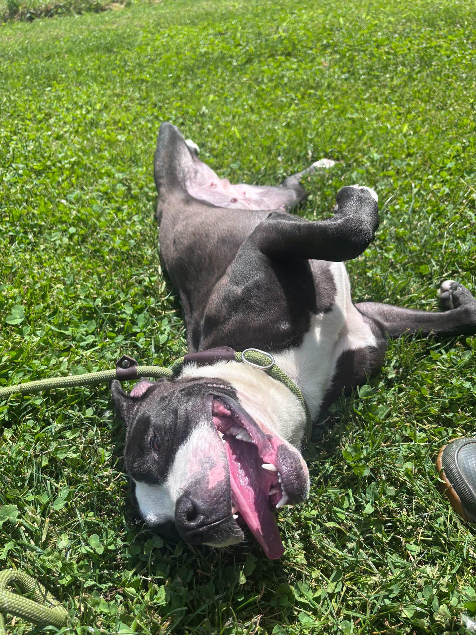 Enlarge Jasmine, an adoptable mixed breed in Millfield, OH image 5/5