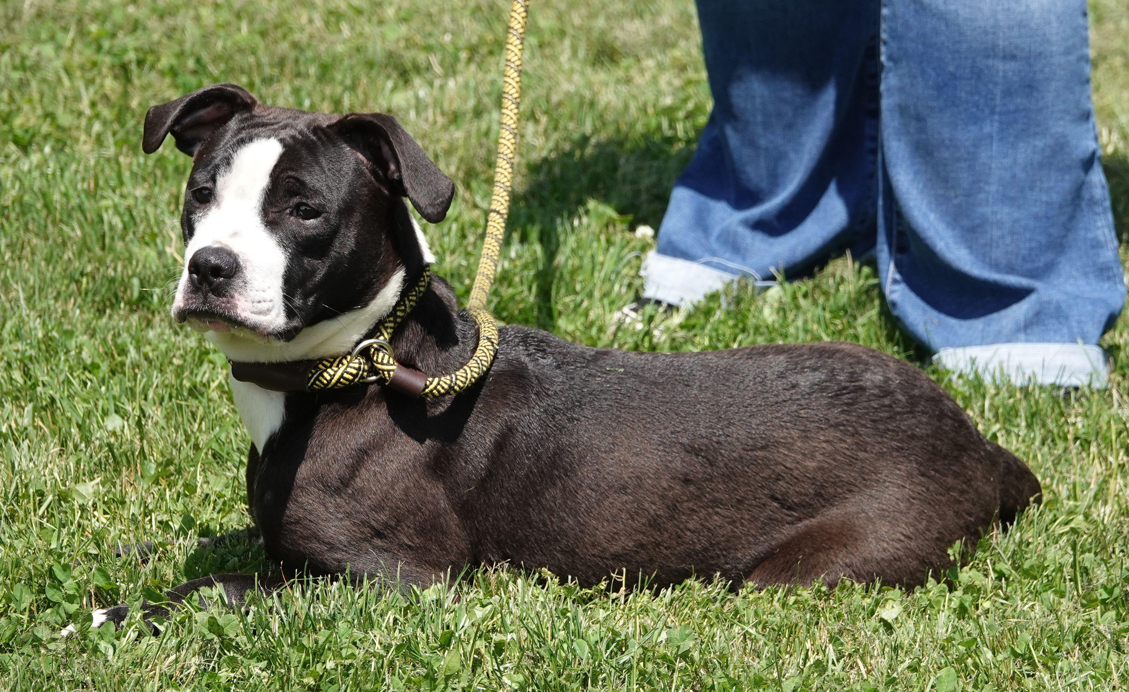 Jasmine, a ADOPTABLE mixed breed in Millfield, OH image 4/4