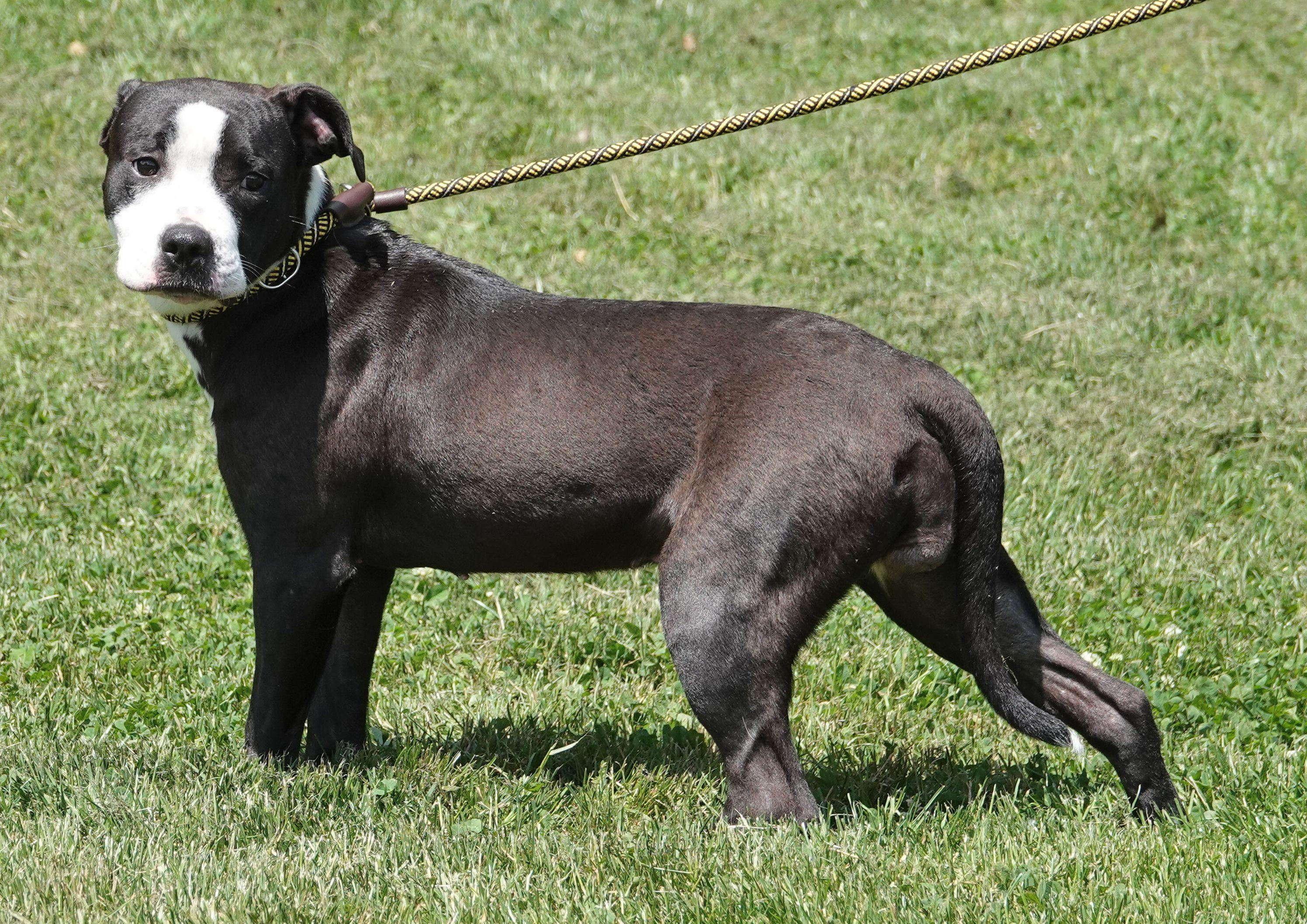 Jasmine, a ADOPTABLE mixed breed in Millfield, OH image 3/4
