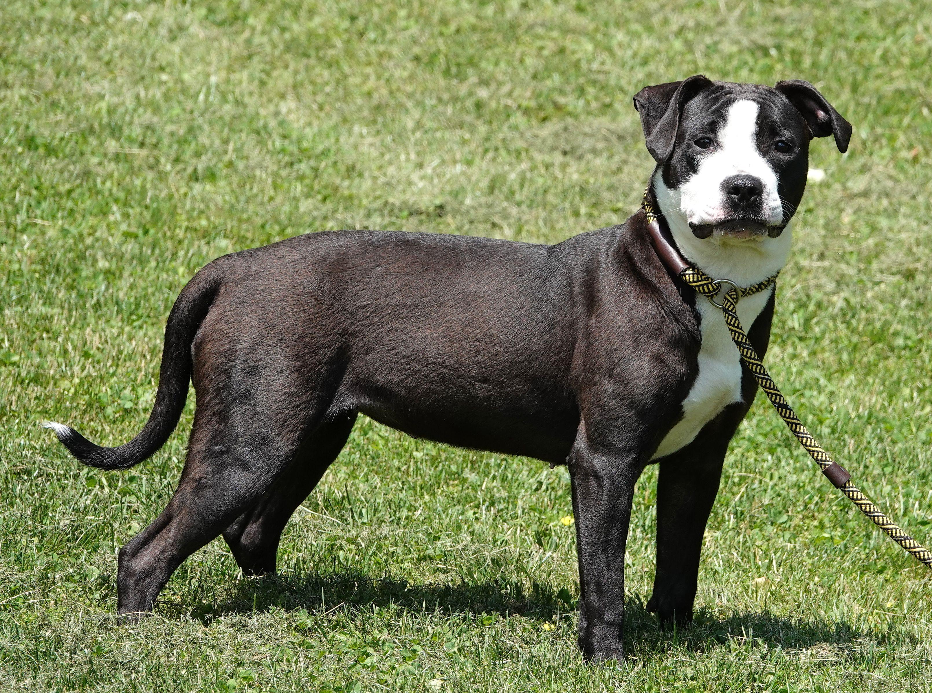 Jasmine, a ADOPTABLE mixed breed in Millfield, OH image 2/4
