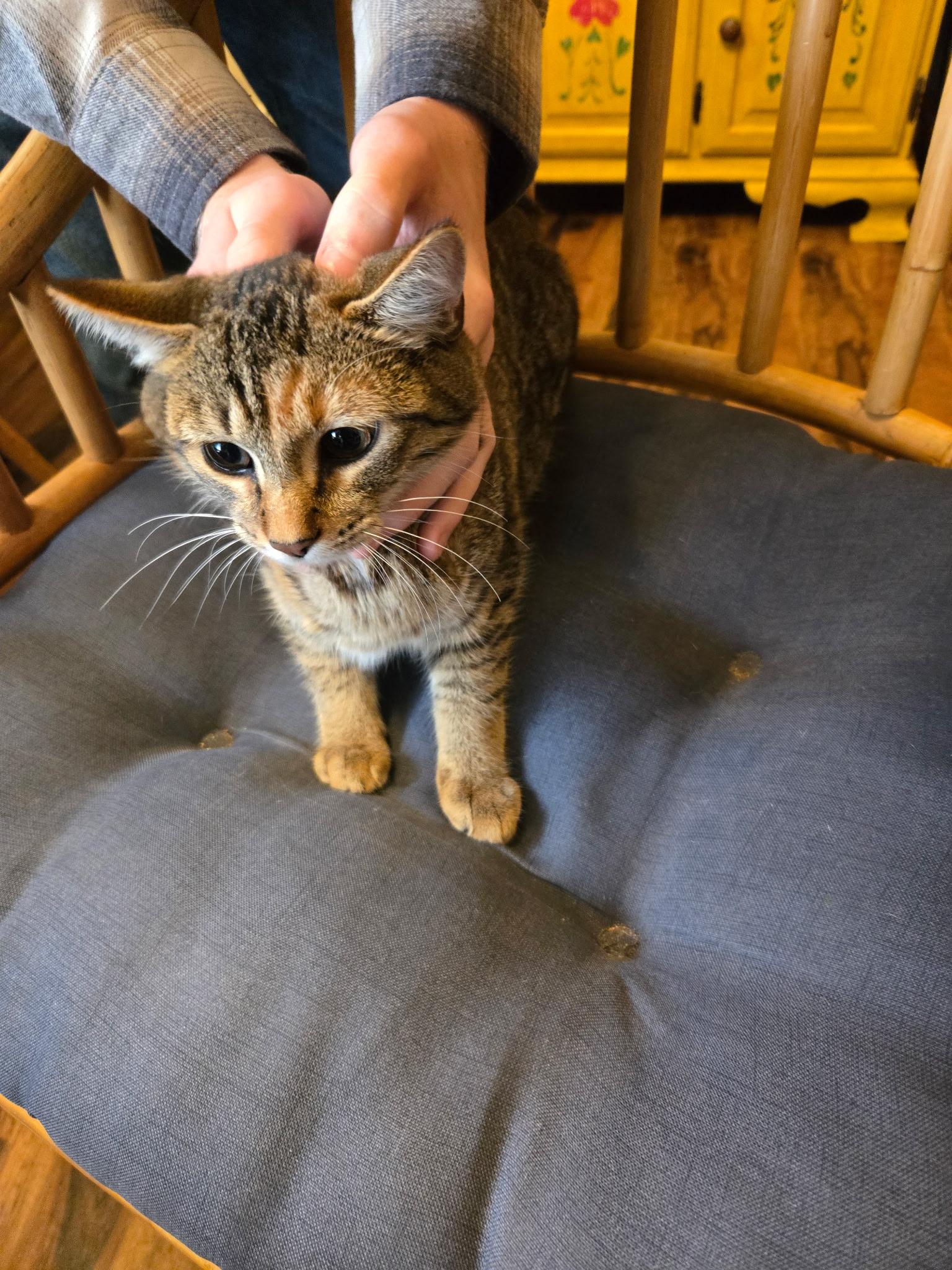 Enlarge Wendy, a Adoptable Domestic Short Hair in Twin Falls, ID image 1/1