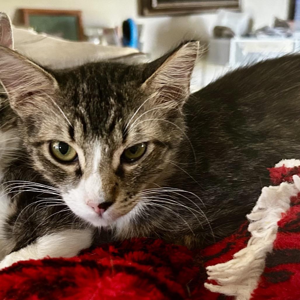 Leonidas, a Adoptable Domestic Long Hair in Othello, WA image 1/4