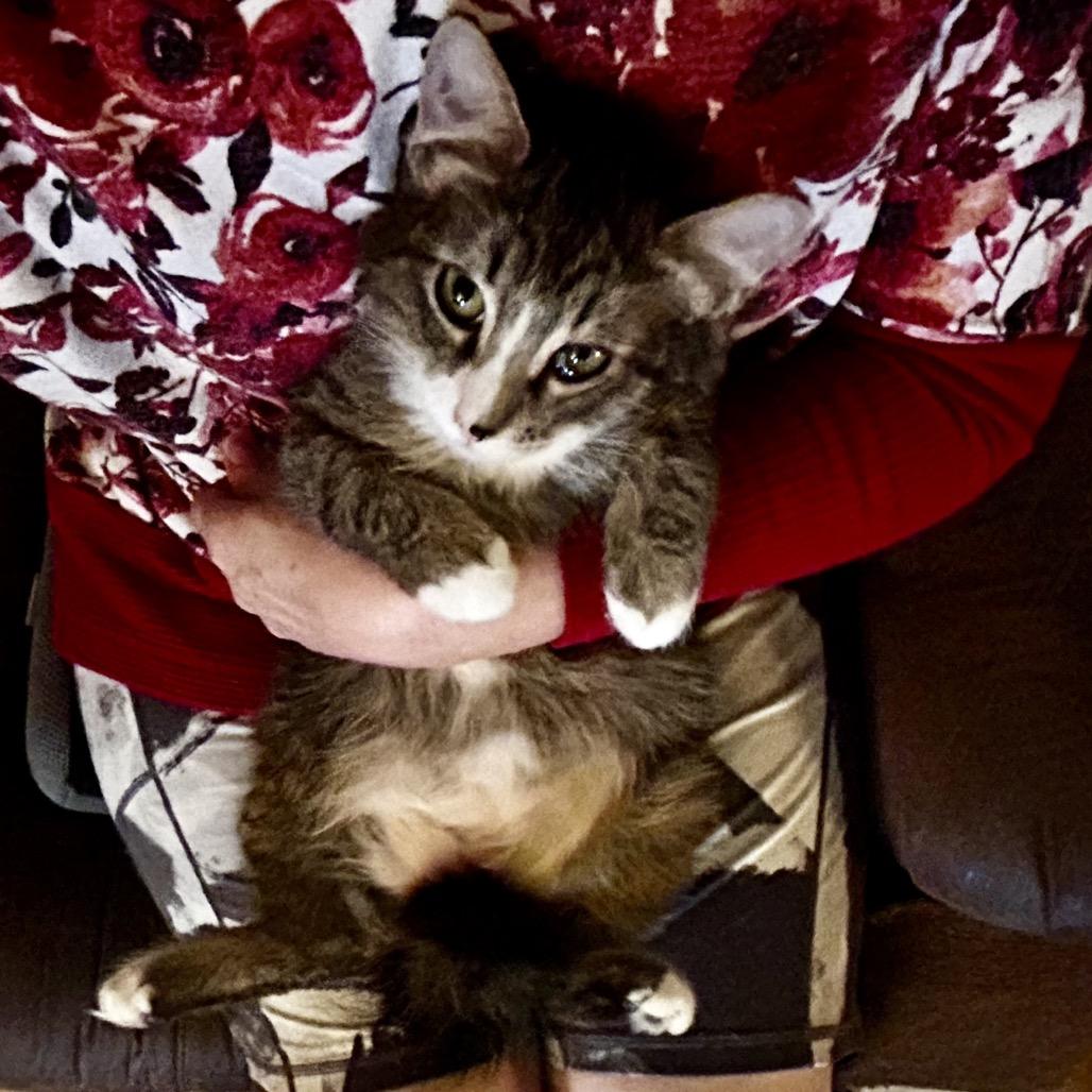 Enlarge Leonidas, a Adoptable Domestic Long Hair in Othello, WA image 2/4