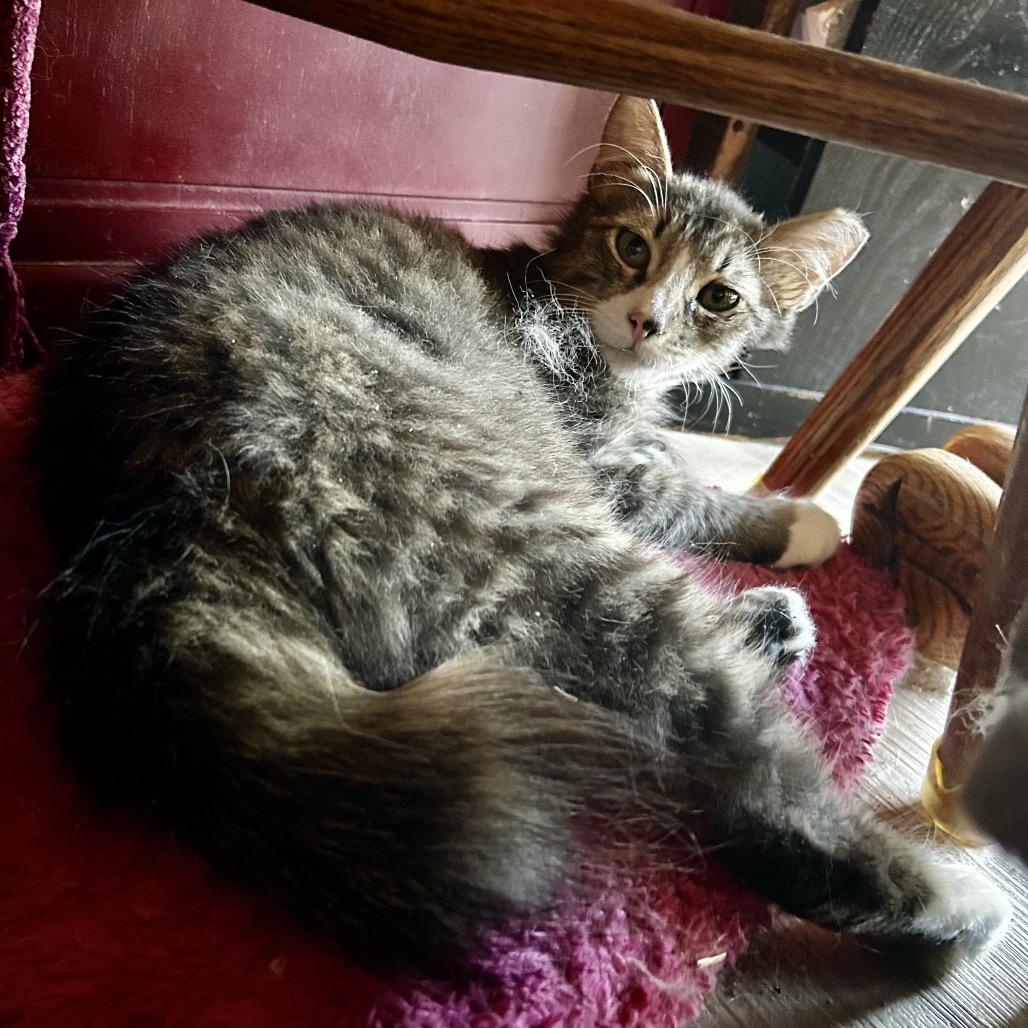Enlarge Leonidas, a Adoptable Domestic Long Hair in Othello, WA image 3/4