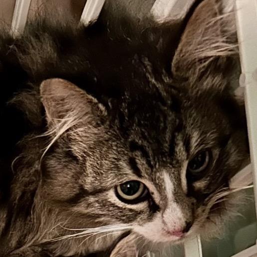 Enlarge Leonidas, a Adoptable Domestic Long Hair in Othello, WA image 4/4