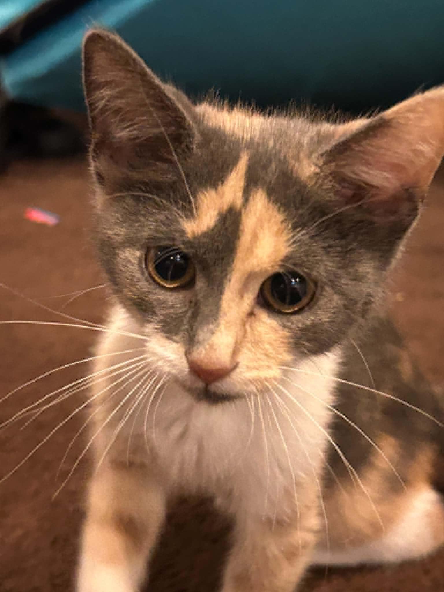 Enlarge Stella, a Adoptable Domestic Short Hair in Wading River, NY image 2/5