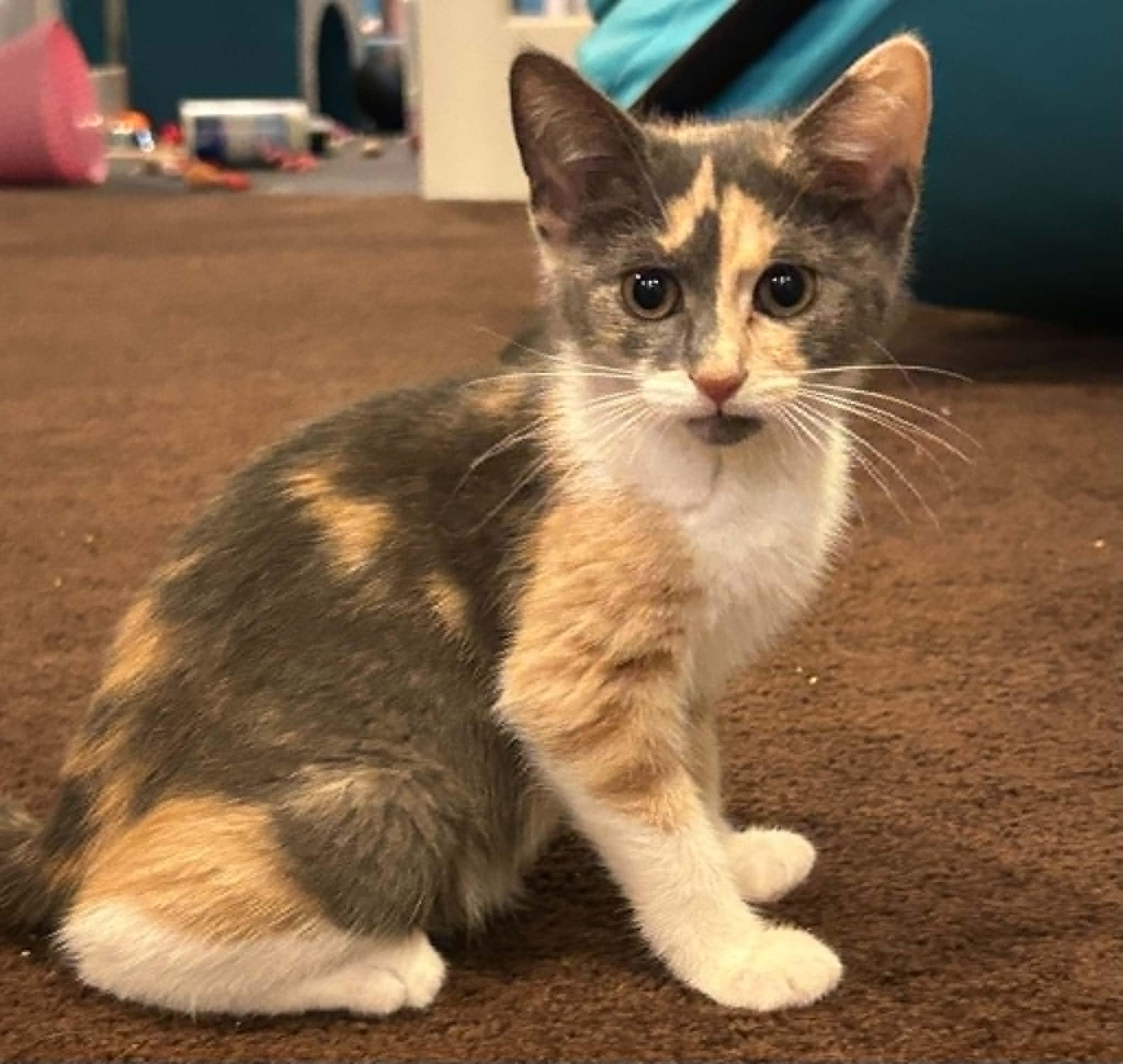 Enlarge Stella, a Adoptable Domestic Short Hair in Wading River, NY image 4/5