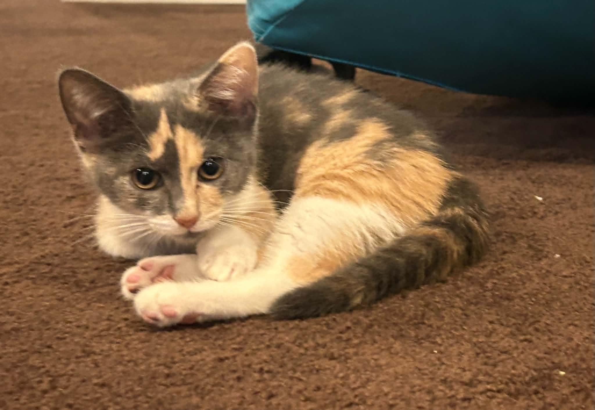 Enlarge Stella, a Adoptable Domestic Short Hair in Wading River, NY image 3/5